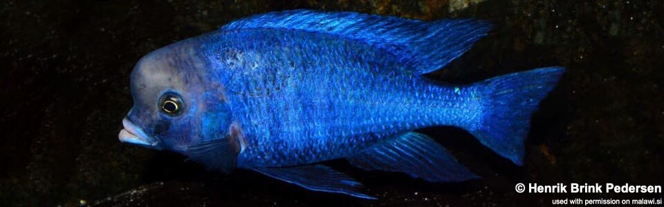 Cyrtocara moorii 'Chilumba Bay'