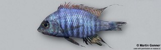 Aulonocara sp. &#39;blue chilumba&#39; Chilumba Bay