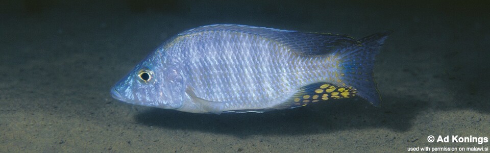 Aulonocara rostratum 'Chimwalani (Eccles) Reef'