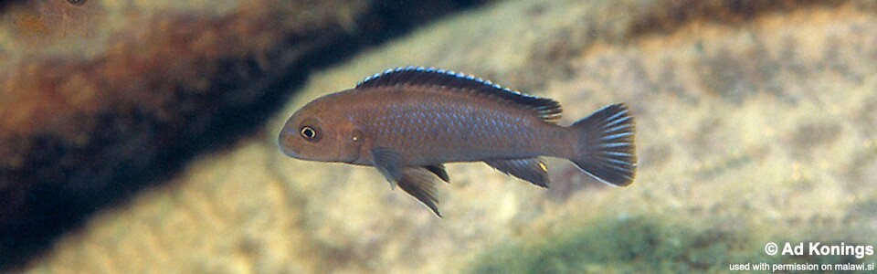 Chindongo sp. 'elongatus brown' Chimwalani (Eccles) Reef