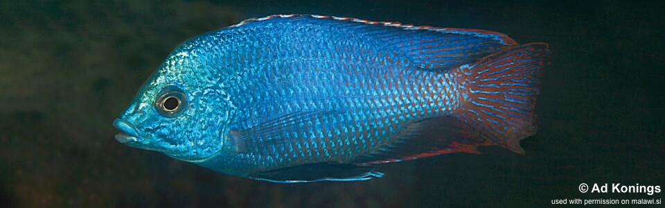 Protomelas taeniolatus 'Chimwalani (Eccles) Reef'