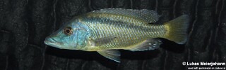 Mylochromis lateristriga &#39;Chimwalani Reef (Eccles Reef)&#39;