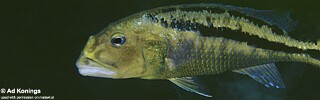 Aristochromis christyi &#39;Chinyamwezi Rocks&#39;