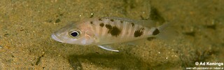 Stigmatochromis melanchros &#39;Chiofu&#39;