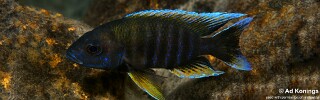 Aulonocara jacobfreibergi &#39;Chitande Island&#39;