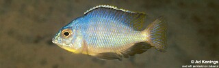 Protomelas fenestratus &#39;Chitimba Bay&#39;