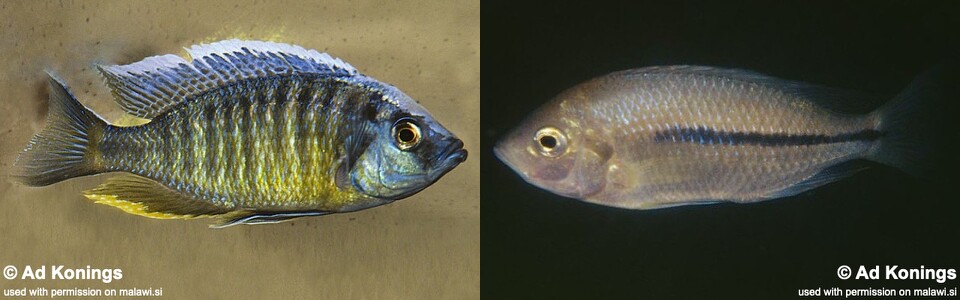 Nyassachromis boadzulu 'Crocodile Rocks'