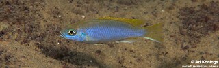 Pseudotropheus sp. &#39;acei&#39; Dwangwa