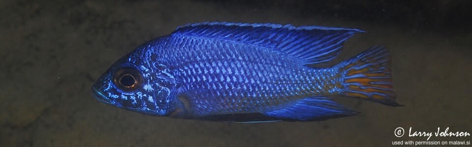 Aulonocara koningsi 'Fuawe Island'