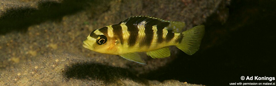 Pseudotropheus crabro 'Gome Rocks'