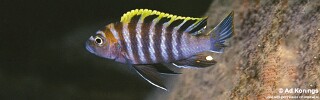 Cynotilapia zebroides &#39;Gome Rocks&#39;