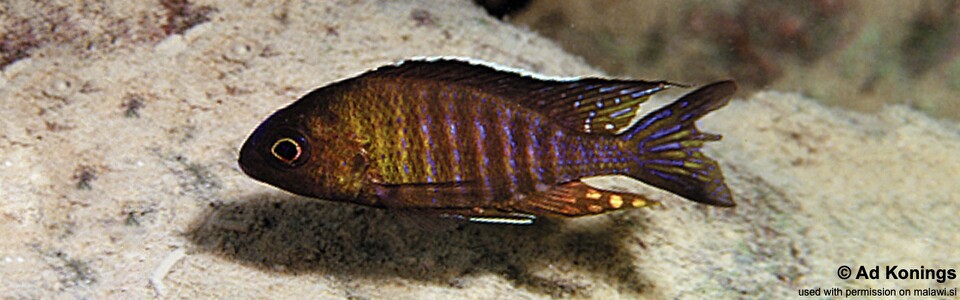 Aulonocara sp. 'chitande type mozambique' Hai (Chimate) Reef