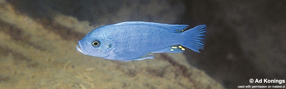 Maylandia zebra 'Hai (Chimate) Reef' - Metriaclima zebra 'Hai (Chimate) Reef'