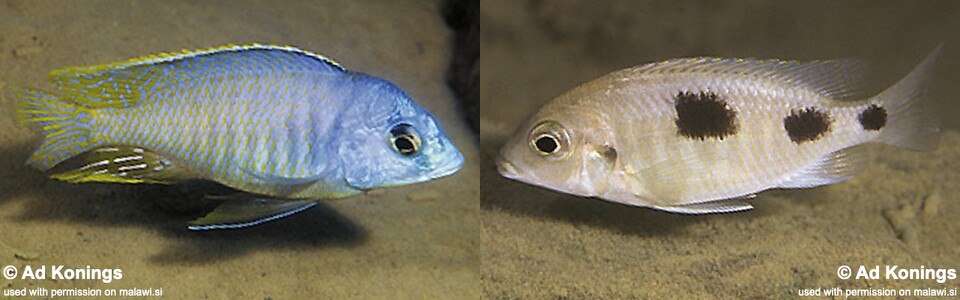 Otopharynx heterodon 'Hai (Chimate) Reef'