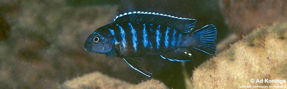 Tropheops sp. 'elongatus mbako' Hai (Chimate) Reef