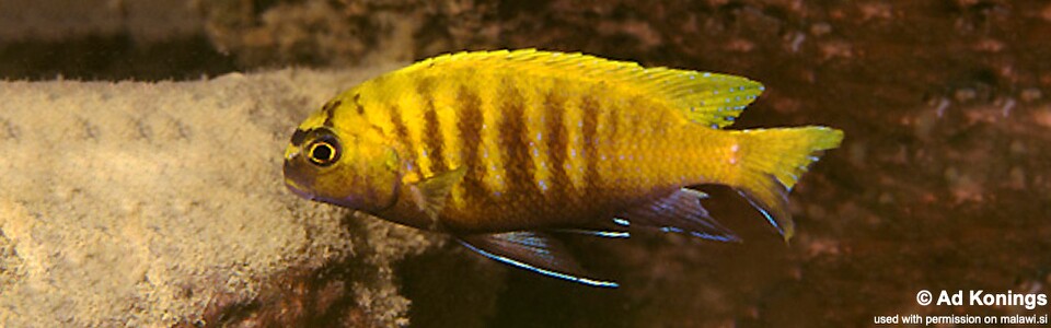 Tropheops sp. 'red fin' Hai (Chimate) Reef (Hai (Chimate) Reef)