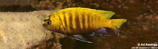 Tropheops sp. &#39;red fin&#39; Hai Reef (Chimate Reef)