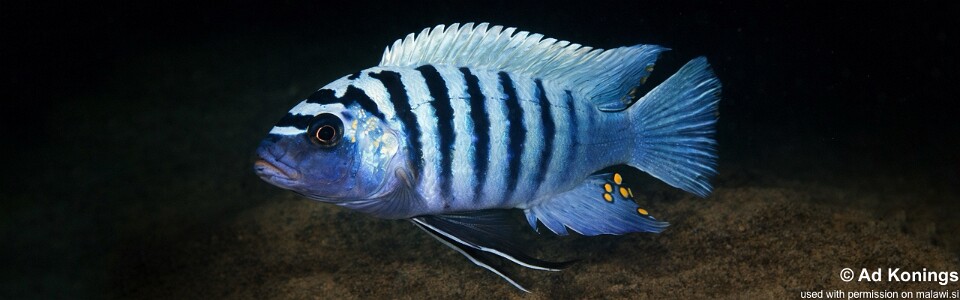 Maylandia zebra 'Harbour Island'<br><font color=gray>Metriaclima zebra 'Harbour Island'</font>