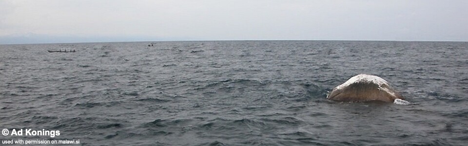 Higga Reef, Lake Malawi, Tanzania