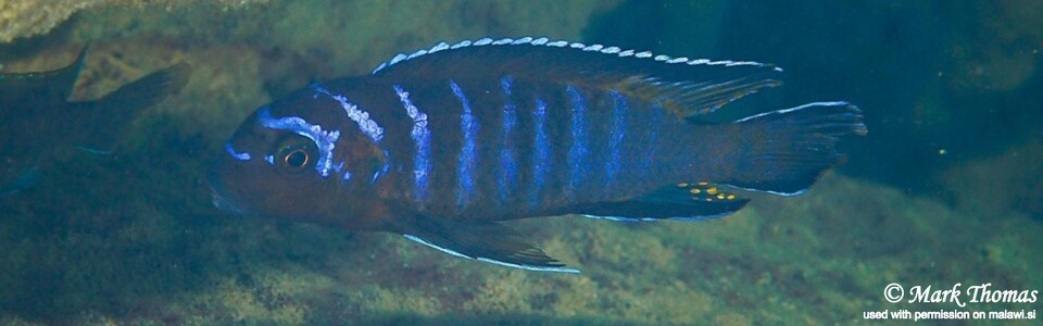Chindongo elongatus 'Hongi Rocks'