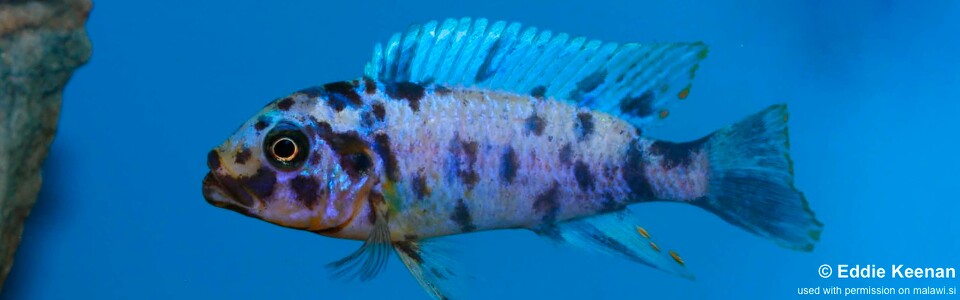 Maylandia fainzilberi 'Iwela' - Metriaclima fainzilberi 'Iwela'