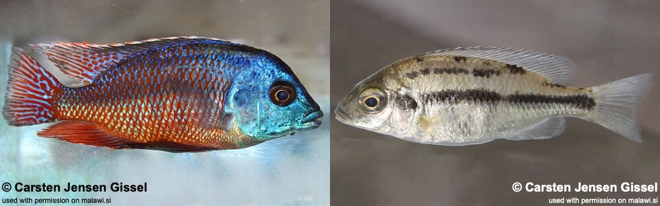 Protomelas taeniolatus 'Kambiri Point'
