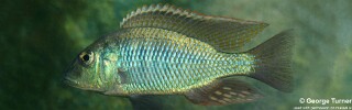 Lethrinops chilingali 'Lake Chilingali'.jpg