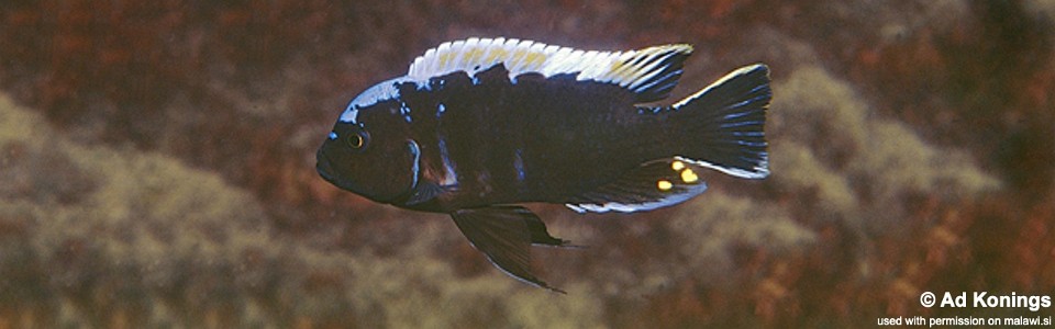 Cynotilapia aurifrons 'Lion's Cove'