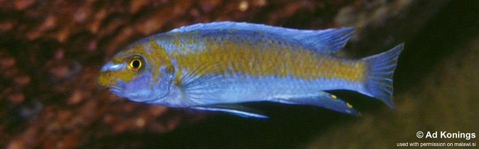 Labeotropheus trewavasae 'Lion's Cove'