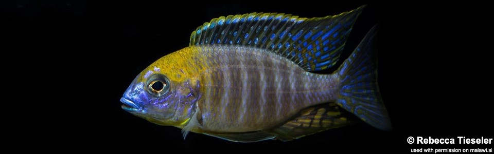 Lethrinops sp. 'yellow collar' Lion's Cove