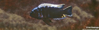 Cynotilapia aurifrons 'Lion's Cove'.jpg