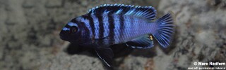 Chindongo minutus &#39;Lion&#39;s Cove&#39;