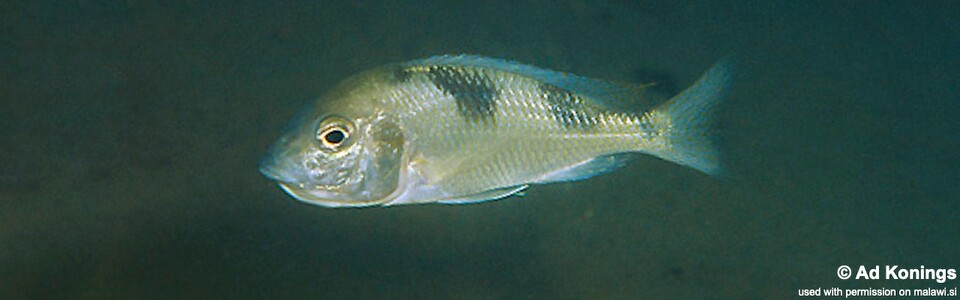Trematocranus placodon 'Liuli'