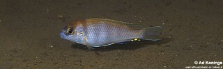 Pseudotropheus livingstonii &#39;Liuli&#39;