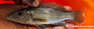 Stigmatochromis pholidophorus &#39;Londo Bay&#39;