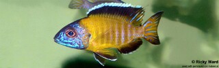 Aulonocara stuartgranti &#39;Lundo Island&#39;
