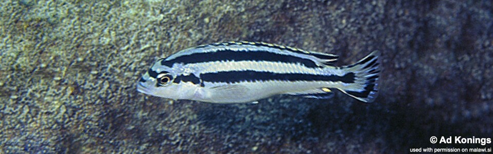Melanochromis loriae 'Lutara Reef (Cove Mountain)'
