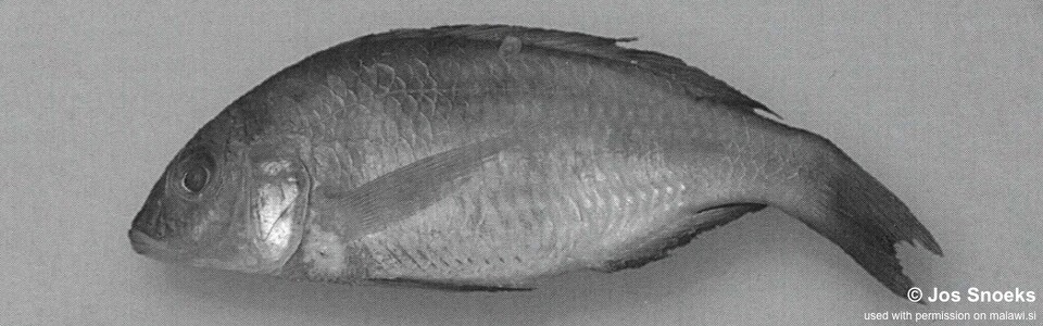 Otopharynx sp. 'elongate-spot tanzania' Lutara Reef (Cove Mountain)