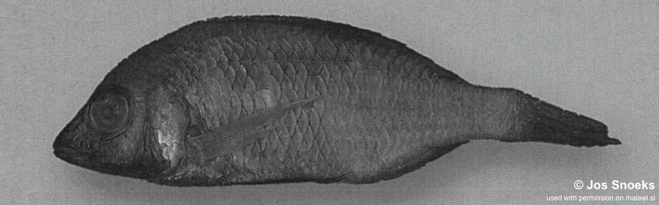 Otopharynx sp. 'golf-head blue' Lutara Reef (Cove Mountain)