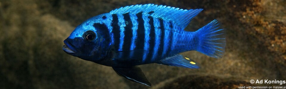 Maylandia zebra 'Lutara Reef'<br><font color=gray>Metriaclima zebra 'Lutara Reef'</font>