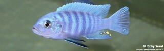 Cynotilapia sp. &#39;iwera&#39; Lutara Reef (Cove Mountain)