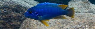 Pseudotropheus sp. &#39;aggressive yellow fin&#39; Machili Island