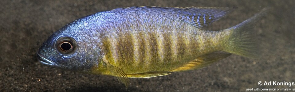 Placidochromis sp. 'electra blackfin' Magunga