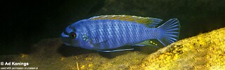 Labeotropheus fuelleborni &#39;Makanjila Point&#39;