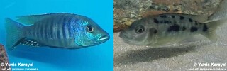 Otopharynx brooksi &#39;Makokola Reef&#39;