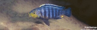 Petrotilapia genalutea &#39;Makokola Reef&#39;