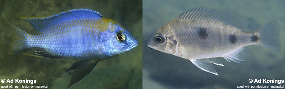 Otopharynx sp. 'auromarginatus mara' Mala (Mara) Point