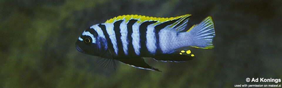 Cynotilapia zebroides 'Mala Point (North)'