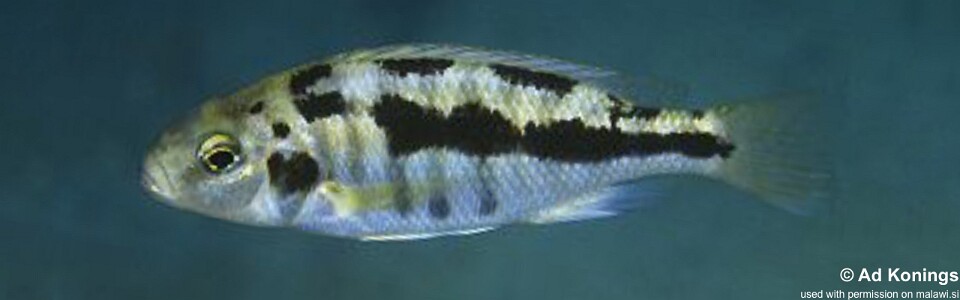 Docimodus evelynae 'Mala Point'