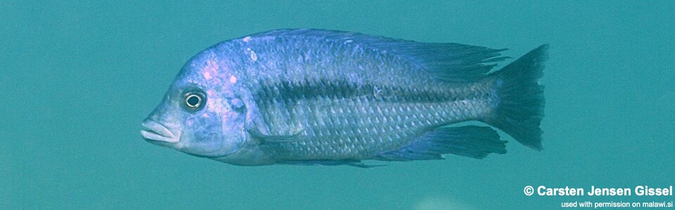Protomelas annectens 'Malopa'